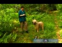 Köpeğini Ormana Yürüyüş : Komut Kokarcalar Sizin Köpek Korumak İçin Terk  Resim 4