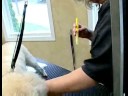 Nasıl Damat Ve Köpek Kürk Renk: Köpek Kürk Bir Darbe Kalem Marker İle Boyama Resim 4