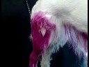 Nasıl Damat Ve Köpek Kürk Renk: Köpek Kürk Bir Fırçayla Boyama Resim 4