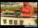 Nasıl İpucu Kupürlerinden Ev Bitkileri Büyümeye : İpucu Kesimler Ev Bitkileri Propogate İçin Seçimi  Resim 4
