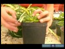 Nasıl İpucu Kupürlerinden Ev Bitkileri Büyümeye : İpucu Kupürlerinden Büyüyen Bitkiler Ev İçin Başka Yollar  Resim 4