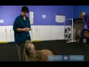 Rally-O Bir Gösteri İçin Köpek Eğitmek İçin Nasıl : Köpek Ralli İtaat İçin Ne Gerekli  Resim 4