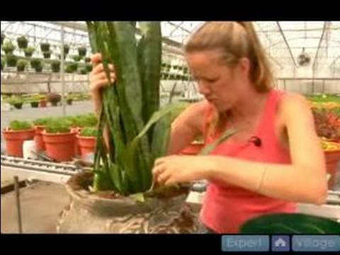 Büyümüş Süs Bitkisi Çözümler : Ev Bitkileri Dikim - Bölüm 2