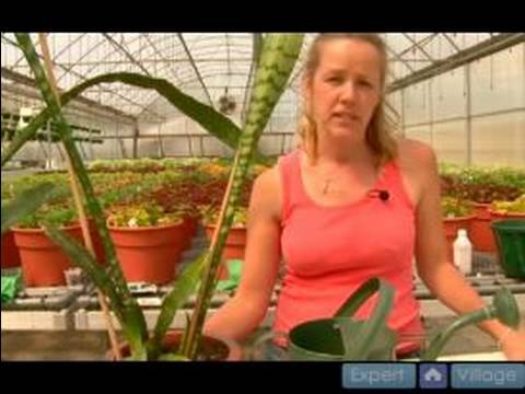 Ev Bitkileri Döllemek İçin Nasıl Süs Bitkisi Çözümler Büyümüş : 