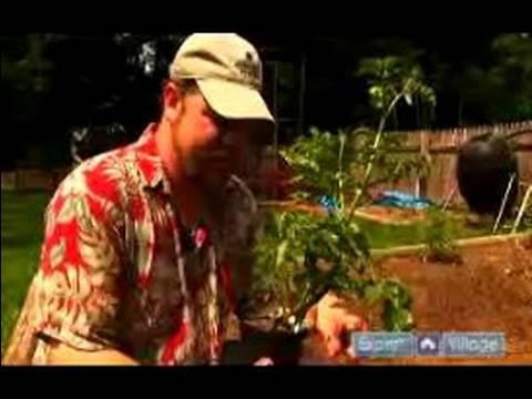 Nasıl Bahçe Sebze Bitki İçin: Domates, Sebze Bahçesinde Bitki Nasıl
