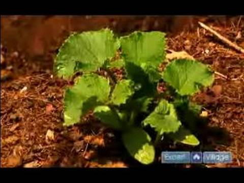Nasıl Bahçe Sebze Bitki: Pest Kontrol Bir Sebze Bahçe İçin İpuçları