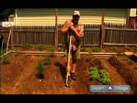 Nasıl Bahçe Sebze Bitki: Sebze Bahçe Giriş