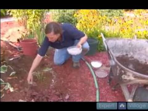Nasıl Hostas Bakımı İçin Bahçe İpuçları : Gübreleme Ve Sulama Hostas Resim 1