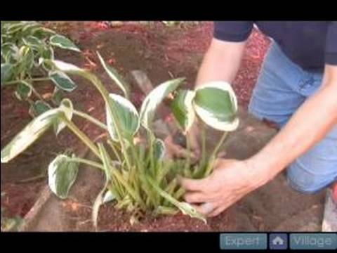 Nasıl Hostas Bakımı İçin Bahçe İpuçları : Hostas Bölmek İçin İpuçları  Resim 1