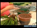 Büyümüş Süs Bitkisi Çözümler : Ev Bitkileri Dikim - Bölüm 1