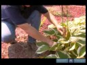 Nasıl Hostas Bakımı İçin Bahçe İpuçları : & Hostas Kesme Tımar - Bölüm 1