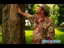 Budamak İçin Nasıl & Ağaçlar Ve Çalılar İçin Bakım : Bir Bahçede Ağaç Ortak Sorunları  Resim 3