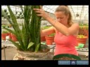 Büyümüş Süs Bitkisi Çözümler : Ev Bitkileri Dikim - Bölüm 2 Resim 3
