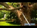Erik & Ağaçlar Ve Çalılar İçin Bakım Nasıl : Ağaçları Budamak İçin Kutup Pruner Testere Kullanmayı  Resim 3