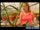 Ev Bitkileri Döllemek İçin Nasıl Süs Bitkisi Çözümler Büyümüş :  Resim 3