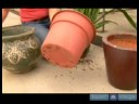 Ev Bitkileri İçin Saksı Nasıl Seçilir Süs Bitkisi Çözümler Büyümüş :  Resim 3