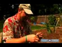 Nasıl Bahçe Sebze Bitki İçin: Domates, Sebze Bahçesinde Bitki Nasıl Resim 3