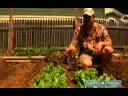 Nasıl Bahçe Sebze Bitki: Marul Bir Sebze Bahçesinde Büyümeye Nasıl Resim 3