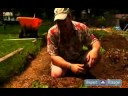 Nasıl Bahçe Sebze Bitki: Pest Kontrol Bir Sebze Bahçe İçin İpuçları Resim 3