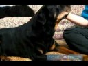 Nasıl Geriatrik Köpek Bakımı : Köpek İçin Tam Kan Ekran Panelleri Almanın Önemi  Resim 3