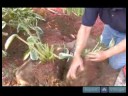 Nasıl Hostas Bakımı İçin Bahçe İpuçları : Hostas Bölmek İçin İpuçları  Resim 3