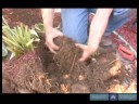 Nasıl Hostas Bakımı İçin Bahçe İpuçları : Hostas Dikim Zaman Kökleri İncelenmesi  Resim 3