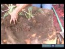 Nasıl Hostas Bakımı İçin Bahçe İpuçları : Hostas Dikim Zaman Kökleri Korumak  Resim 3