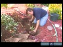 Nasıl Hostas Bakımı İçin Bahçe İpuçları : Hostas Ne Zaman Dikim Derinliği Ayarlama  Resim 3