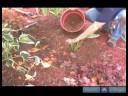 Nasıl Hostas Bakımı İçin Bahçe İpuçları : Hostas Ne Zaman Dikim Örtüler  Resim 3