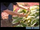 Nasıl Hostas Bakımı İçin Bahçe İpuçları : & Hostas Kesme Tımar - Bölüm 1 Resim 3