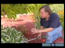Nasıl Hostas Bakımı İçin Hostas Ne Zaman Dikim Şoku Azaltmak İçin Nasıl İpuçları Bahçe :  Resim 3