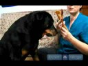 Yaşlı Köpek Bakımı Nasıl Yapılır : Diş Yaşlı Köpekler İçin Bakım  Resim 3
