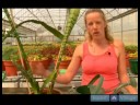 Ev Bitkileri Döllemek İçin Nasıl Süs Bitkisi Çözümler Büyümüş :  Resim 4