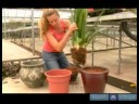 Ev Bitkileri İçin Saksı Nasıl Seçilir Süs Bitkisi Çözümler Büyümüş :  Resim 4