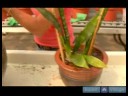 Ev Bitkileri Su Nasıl Süs Bitkisi Çözümler Büyümüş :  Resim 4