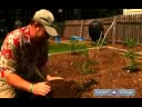 Nasıl Bahçe Sebze Bitki İçin: Domates, Sebze Bahçesinde Bitki Nasıl Resim 4