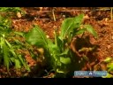 Nasıl Bahçe Sebze Bitki: Marul Bir Sebze Bahçesinde Büyümeye Nasıl Resim 4