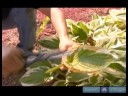 Nasıl Hostas Bakımı İçin Bahçe İpuçları : & Hostas Kesme Tımar - Bölüm 1 Resim 4