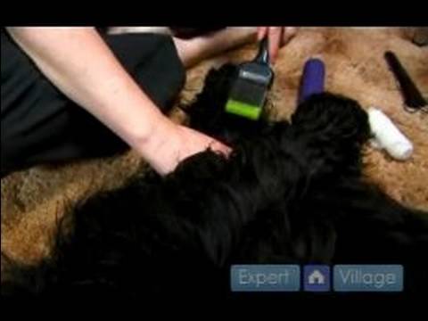 Köpek İlk Yardım: Nasıl Bir Köpek İçin Bakım Ayak Tirnak Yırtılmış
