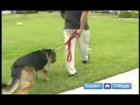 Temel Köpek Eğitim Teknikleri: İtaat Terbiye Kira Kontratı Teknikleri