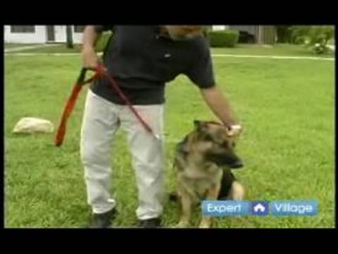 Temel Köpek Eğitim Teknikleri: Köpek İtaat Terbiye Topuk Komutu Resim 1