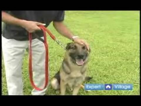 Temel Köpek Eğitim Teknikleri: Senin Köpek Eğitim Sırasında Rahat Yapıyor Resim 1