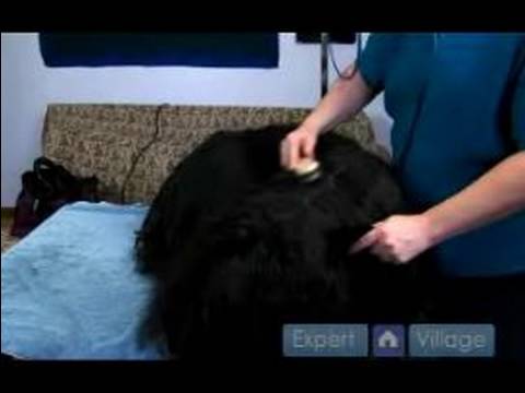 Uzun Saçlı Köpek Bakım Talimatları : Köpek Tımar Tablo İpuçları