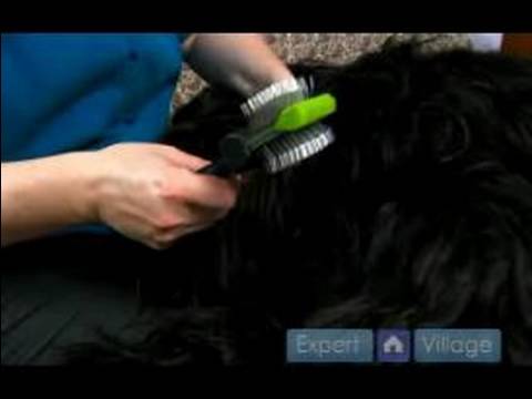 Uzun Saçlı Köpek Bakım Talimatları: Bir Köpeğin Kafası Damat İlk Adımlar