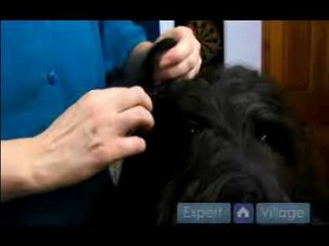Uzun Saçlı Köpek Bakım Talimatları: Bir Köpeğin Yüz Bakım İçin İpuçları
