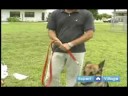 Temel Köpek Eğitim Teknikleri: Köpeğin Dav