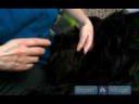 Uzun Saçlı Köpek Bakım Talimatları: Bir Köpeğin Kafası Damat İçin İkinci Adımları