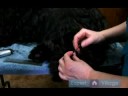 Uzun Saçlı Köpek Yönergeleri: Pad Köpek İpuçları Bakım Ayak