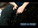 Köpek İlk Yardım : Nasıl Bir Köpek Bir Kulak Enfeksiyonu Tedavi Etmek İçin  Resim 3