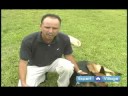 Temel Köpek Eğitim Teknikleri: Ayrılık Kaygısı Köpekler İpuçları Resim 3